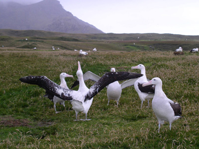 Champ des Albatros