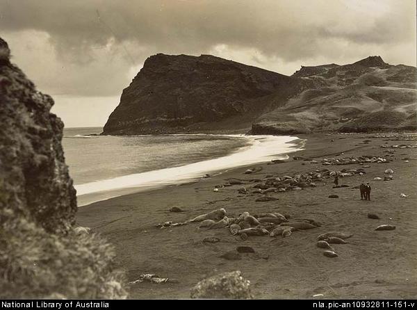 A densley populated sub-Antarctic colony. A sheltered beach in the lonely Crozet Islands, where sea-elephants herd together in vast profusion during the mating season