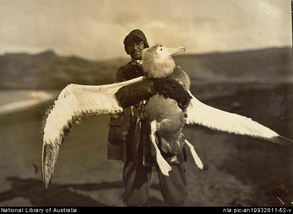 Dr Ingram holding a young albatross captured at Crozet Island